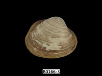 藏品(方形蹄蛤)的圖片